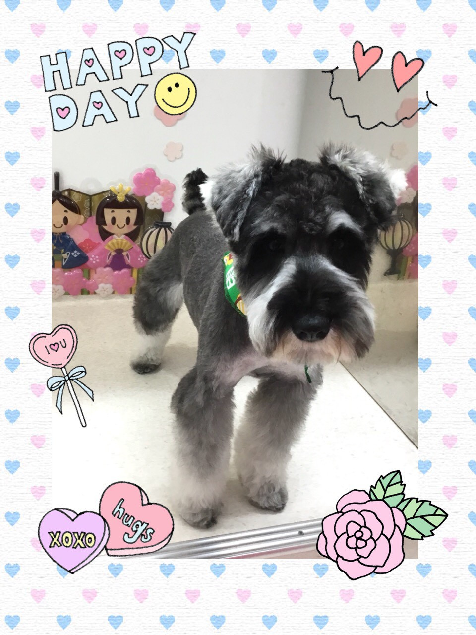 今日のトリミング（犬）の紹介です