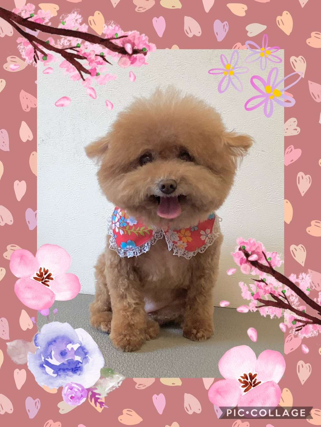 今日はシェリーちゃん、風太郎ちゃん、ホクちゃん、モアナちゃん、るいちゃんのトリミングの紹介です【奈良のエース動物病院】