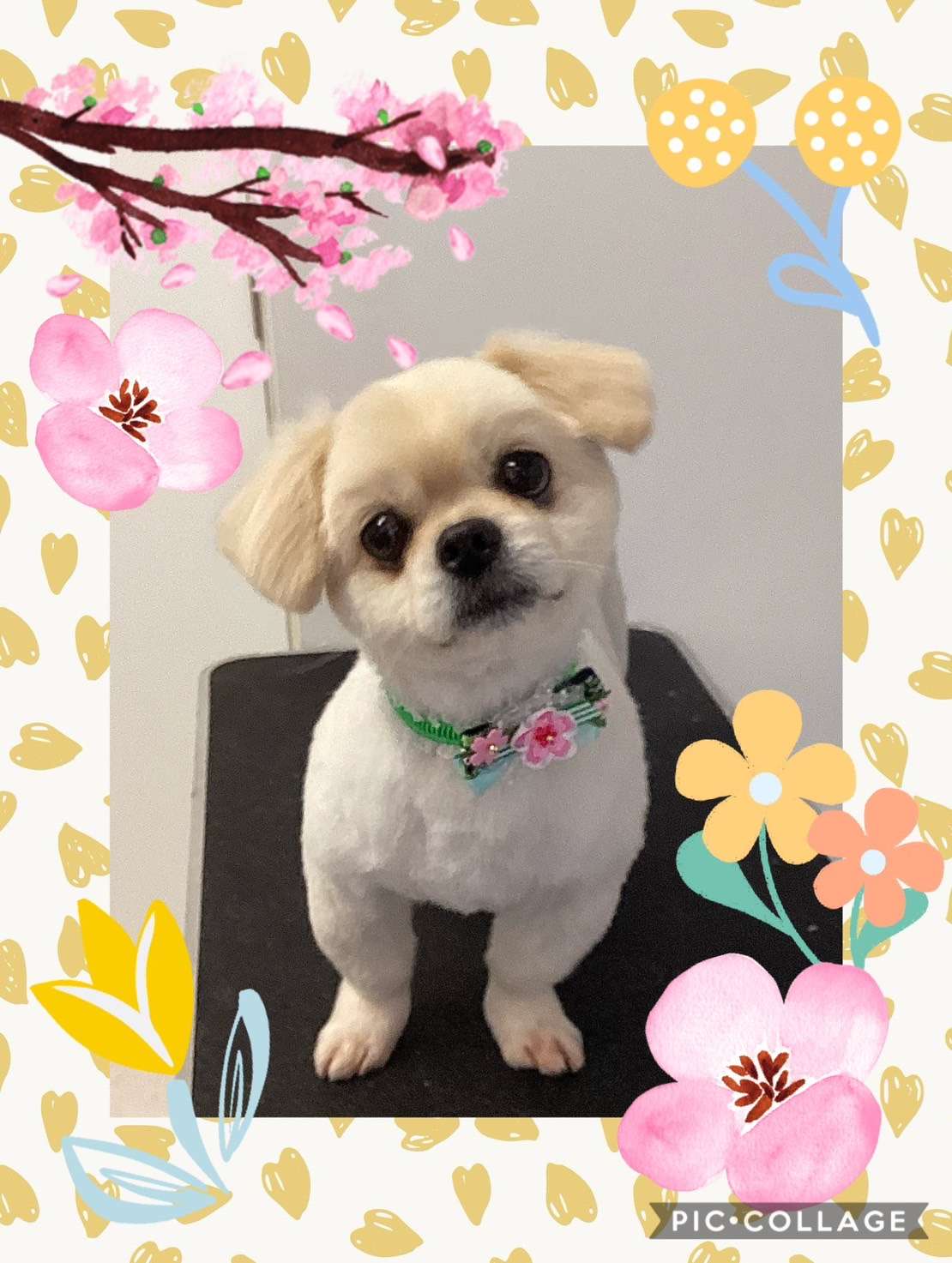 今日はレオちゃん、ゲイルちゃん、もこちゃん、チャコラインちゃん、レオちゃんのトリミングの紹介です【奈良のエース動物病院】