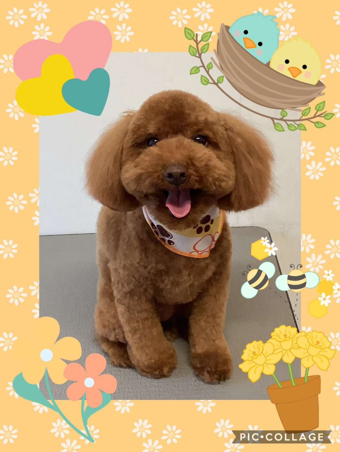 今日はレオンちゃん、ボビーちゃん、ふくちゃん、カラちゃん、コロンちゃんのトリミングの紹介です【奈良のエース動物病院】