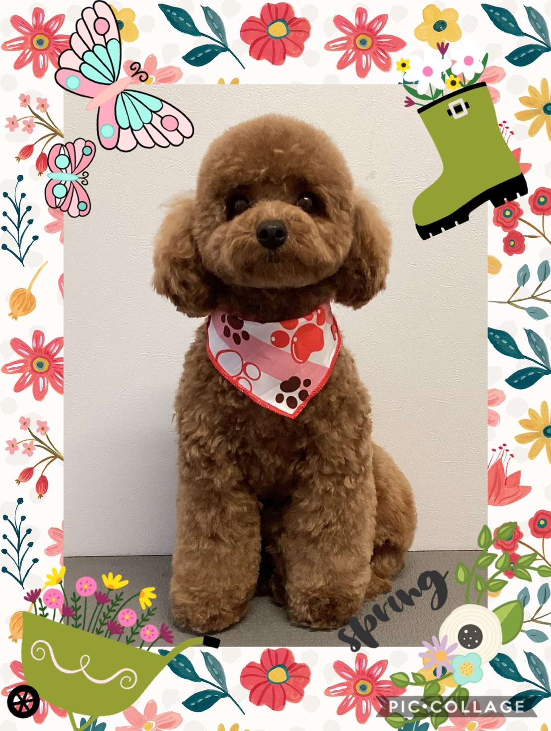今日はにこちゃん、ラテちゃん、あんじゅちゃん、ブロリーちゃん、チャチャちゃん、くろちゃんのトリミングの紹介です【奈良のエース動物病院】