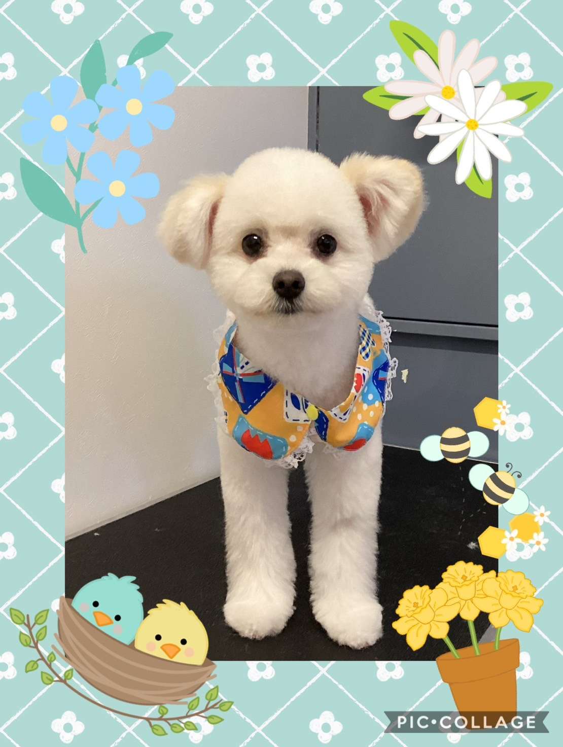 今日はるるちゃん、だいふくちゃん、はなまるちゃん、かいちゃん、みるくちゃん、銀平ちゃんのトリミングの紹介です【奈良のエース動物病院】