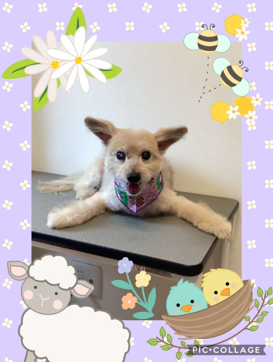 今日はマシュちゃん、陽翔ちゃん、ハナちゃんのトリミングの紹介です【奈良のエース動物病院】