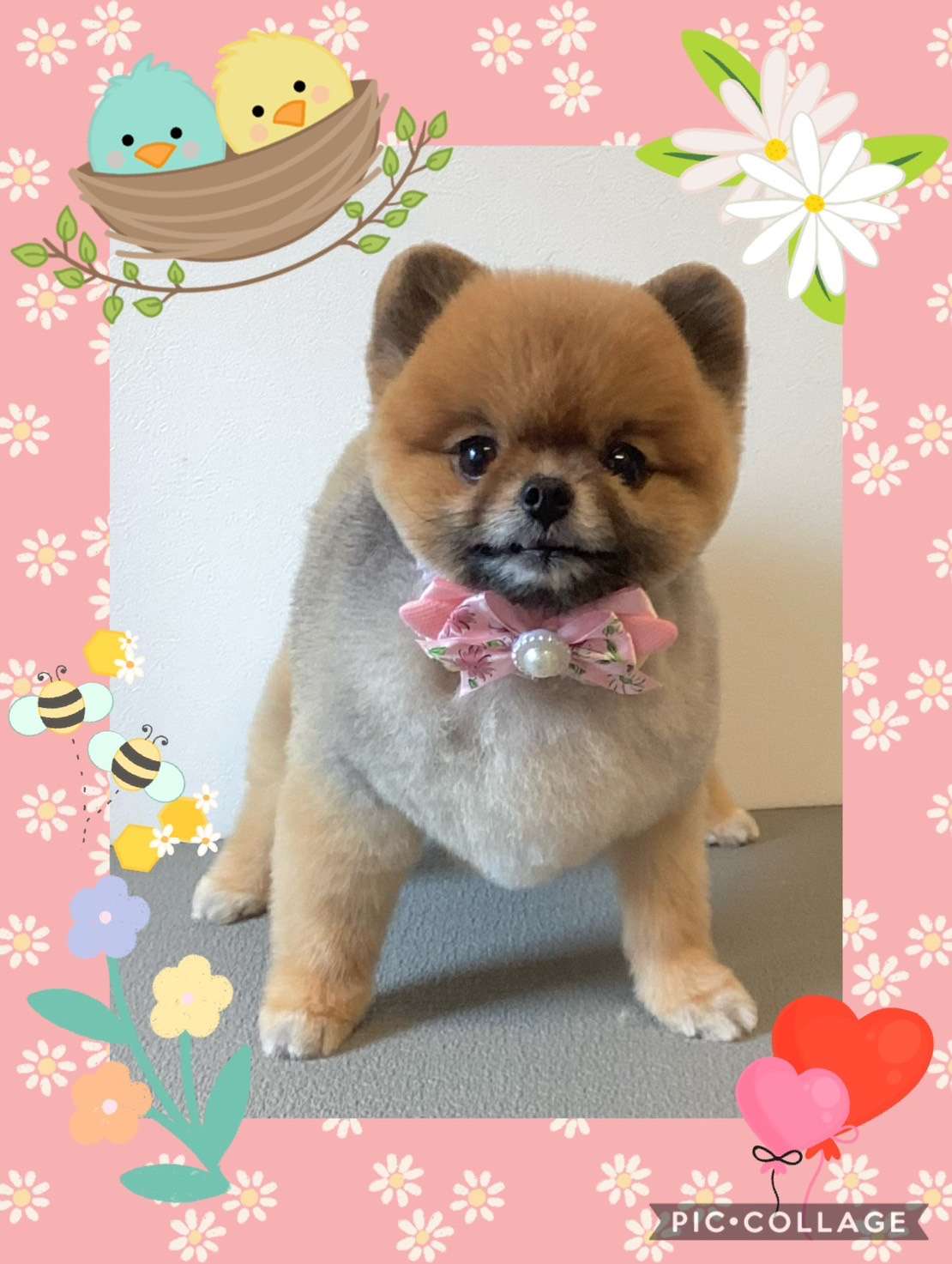 今日はむぎちゃん、恋來ちゃんのトリミングの紹介です【奈良のエース動物病院】