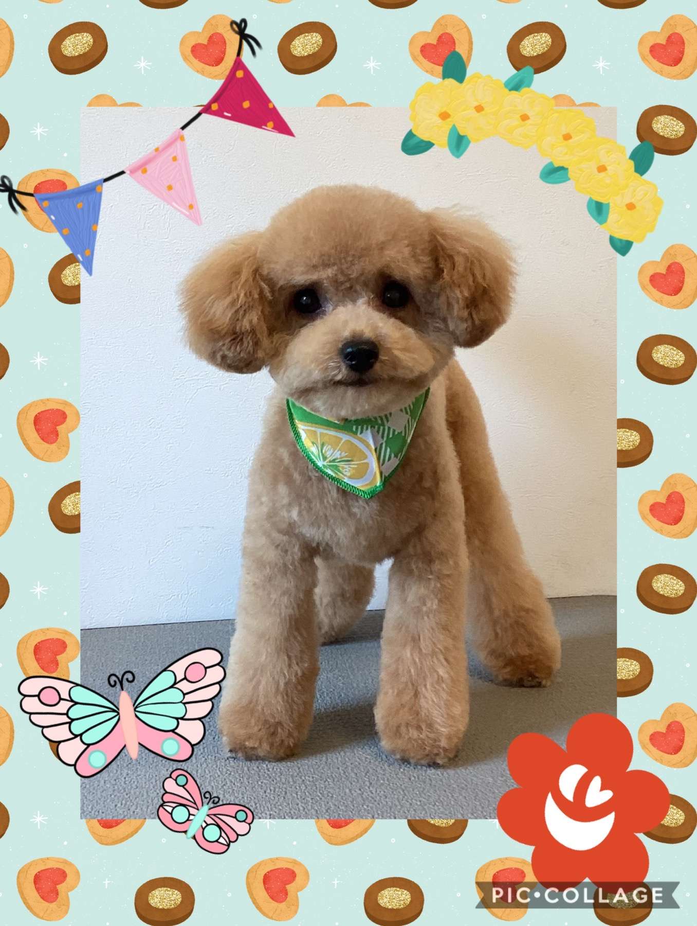 今日はピップちゃん、コロンちゃん、ブロリーちゃん、虎徹ちゃん、ハルちゃん、ラムちゃんのトリミングの紹介です【奈良のエース動物病院】