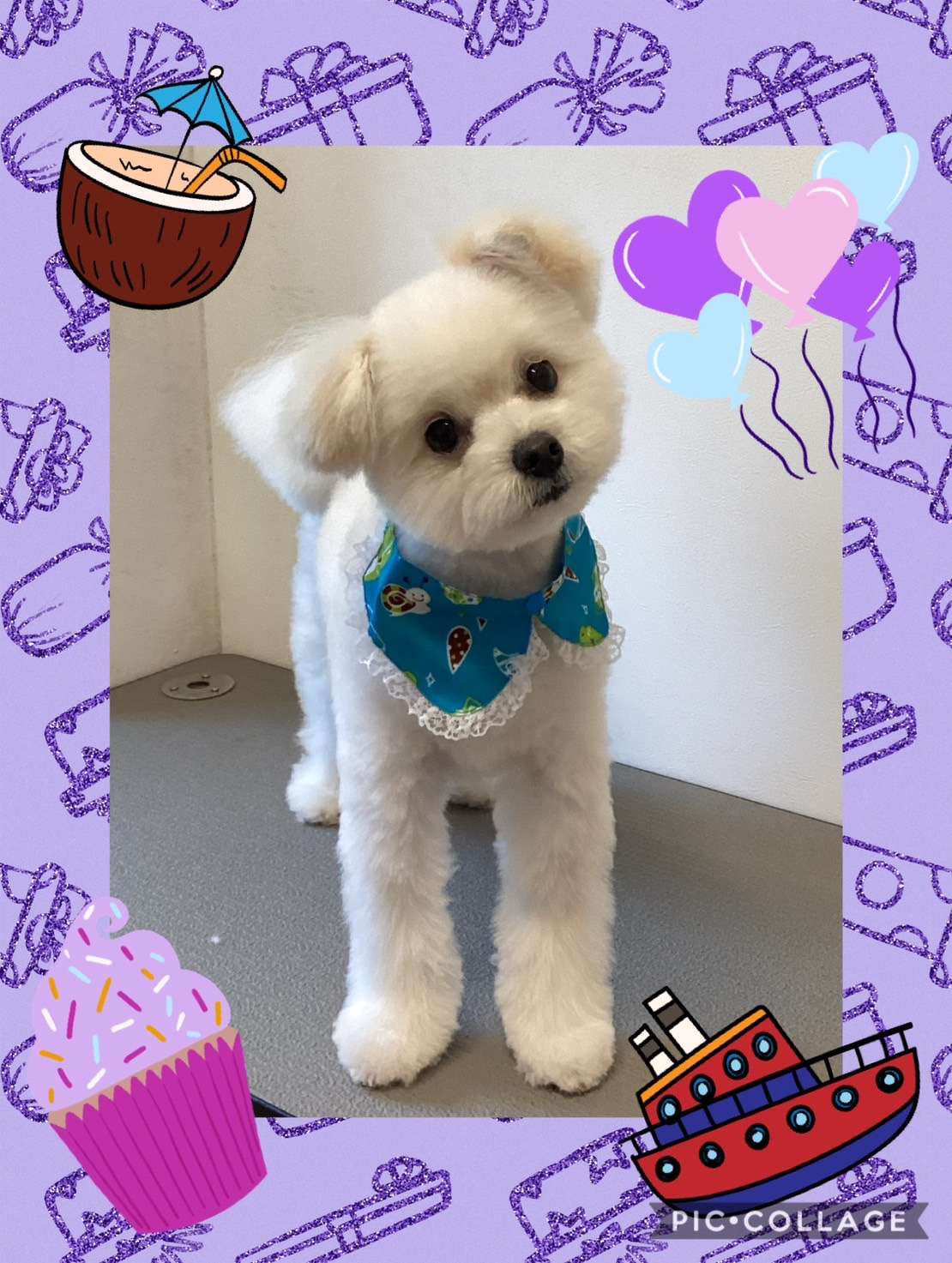 今日はるるちゃん、プリンちゃん、ぷぅちゃんのトリミングの紹介です【奈良のエース動物病院】