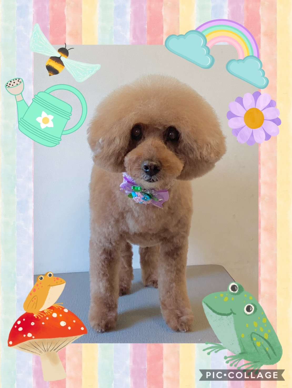 今日はココちゃん、ポコちゃん、モアナちゃんのトリミングの紹介です【奈良のエース動物病院】